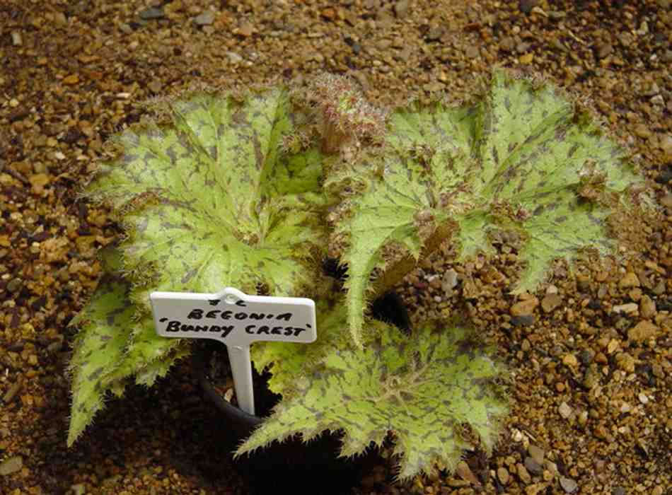 B. ‘Bundy Crest’